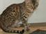 Bengal lykkekatte Melody