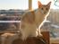 Maine Coon Lykkekatte Jersey