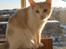 Maine Coon Lykkekatte Jersey