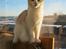 Maine Coon Lykkekatte Jersey
