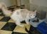 Maine Coon Lykkekatte Jersey