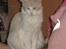 Maine Coon Lykkekatte Jersey