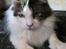Maine Coon R.I.P smukke Basse