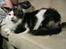 Maine Coon R.I.P smukke Basse