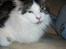 Maine Coon R.I.P smukke Basse
