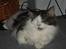 Maine Coon R.I.P smukke Basse