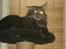 Maine Coon Sylvester - man er vel ikk konge for ingen ting hi hi