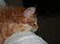 Maine Coon Lyngkattens Savage Island