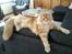 Maine Coon Lyngkattens Savage Island