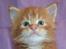 Maine Coon Lyngkattens Savage Island - 4 uger