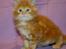 Maine Coon Lyngkattens Savage Island - 8 uger
