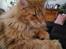 Maine Coon Lyngkattens Savage Island - Nu er han blevet 8 mdr.