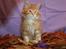 Maine Coon Lyngkattens Savage Island - 11 uger
