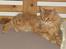 Maine Coon Lyngkattens Savage Island