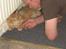 Maine Coon Lyngkattens Savage Island - Det er vist mere fars kat!
