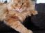 Maine Coon Lyngkattens Savage Island - Som brødre vi dele...