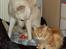 Maine Coon Lyngkattens Savage Island