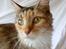 Maine Coon Elin Dixie