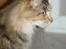 Maine Coon Elin Dixie