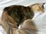 Maine Coon Elin Dixie