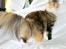 Maine Coon Elin Dixie