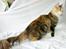 Maine Coon Elin Dixie
