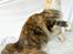 Maine Coon Elin Dixie