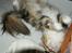 Maine Coon Elin Dixie