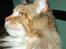 Maine Coon Elin Dixie