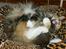 Maine Coon Elin Dixie