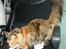 Maine Coon Elin Dixie