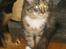 Maine Coon lykkekatte Lakota