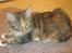 Maine Coon lykkekatte Lakota