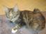Maine Coon lykkekatte Lakota
