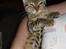 Bengal lykkekatte Melody