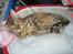 Bengal lykkekatte Melody
