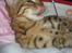 Bengal lykkekatte Melody