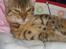 Bengal lykkekatte Melody