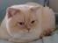 British Shorthair Braveheart
