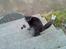 Russian Blue Wau Wau - På vej ned af trappen Foto: Lullu/mig