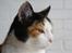 Huskat Mini (min fars kat)