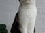Huskat Mini (min fars kat)