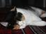 Huskat Mini (min fars kat)