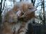 Maine Coon Lyngkattens Savage Island - 15 uger