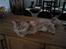 Maine Coon Lyngkattens Savage Island