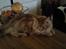 Maine Coon Lyngkattens Savage Island