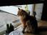 Maine Coon Lyngkattens Savage Island