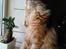 Maine Coon Lyngkattens Savage Island