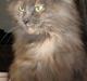 Maine Coon Cille