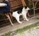 Huskat Figaro